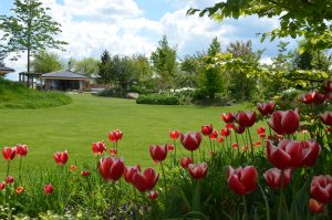 Krajina v krajině - tulipány na jaře