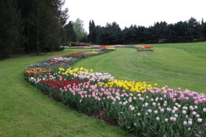 Výsadby tulipánů v Dendologické zahradě v Průhonicích